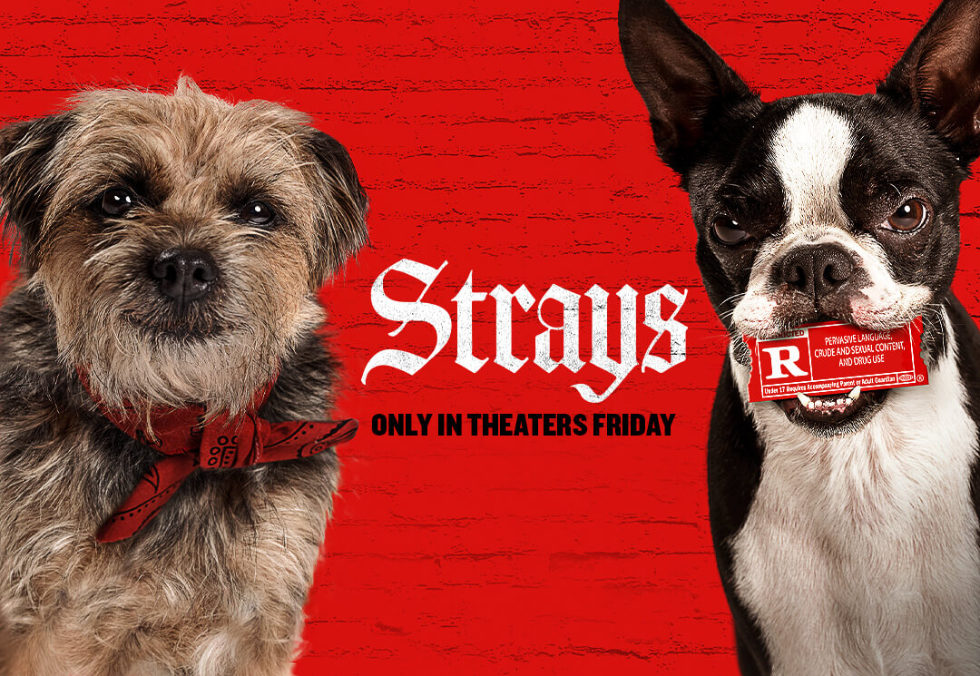 Strays: A Hilariously Unconventional Take on Dog Movies — Michael ...